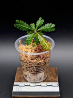 Biophytum sokoupii [non-exact]