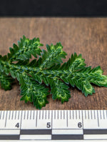Selaginella sp. toache peru [cutting]