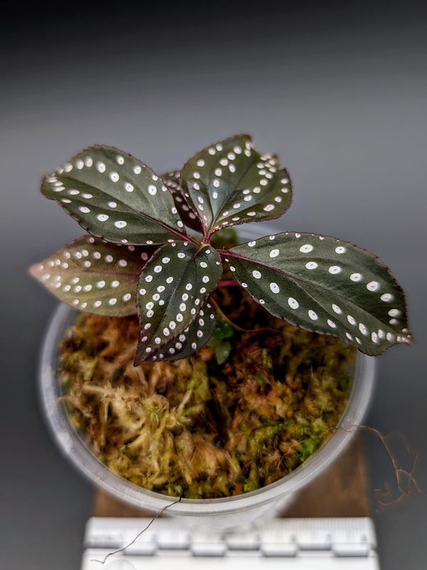 Sonerila sp. red [non-exact]