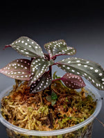 Sonerila sp. red [non-exact]