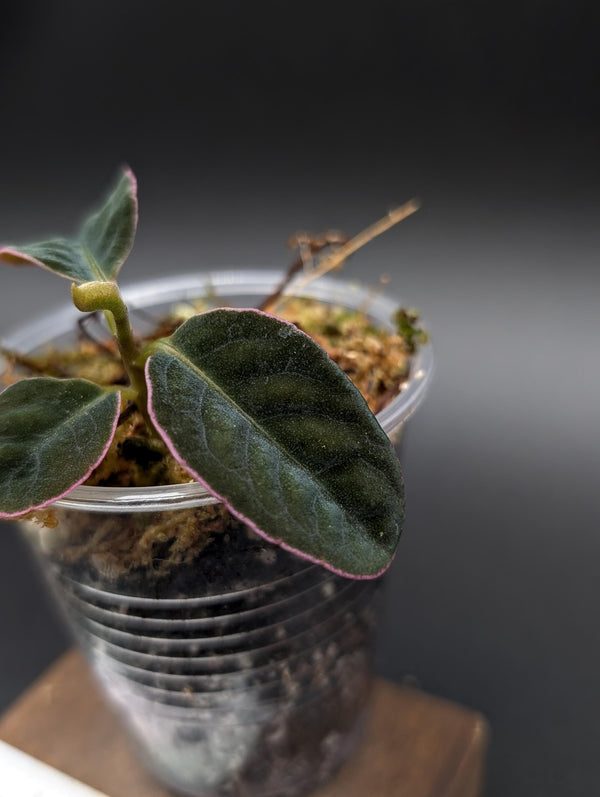 Labisia sp. sarawak / pink edge [non-exact]