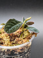 Labisia sp. sarawak / pink edge [non-exact]