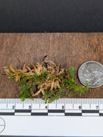 Selaginella sp. red uncinata [cutting]