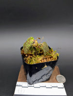 Sonerila sp. radium (egg Sonerila) [non-exact]