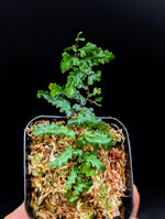 Teratophyllum sp. papua [non-exact]