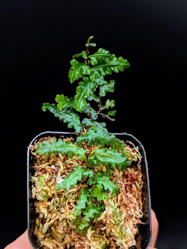 Teratophyllum sp. papua [non-exact]
