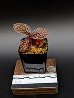 Labisia sp. snakeskin [non-exact]