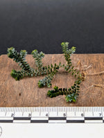 Selaginella sp. divisoria brown [cutting]