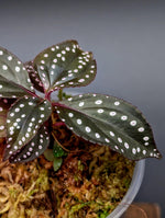 Sonerila sp. red [non-exact]