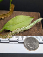 Microgramma nitida [cutting]