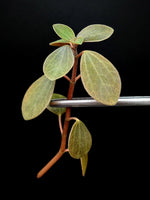 Peperomia aff veluntina [cutting]
