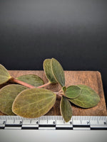 Peperomia aff veluntina [cutting]