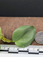 Philodendron sp small silver [cutting]