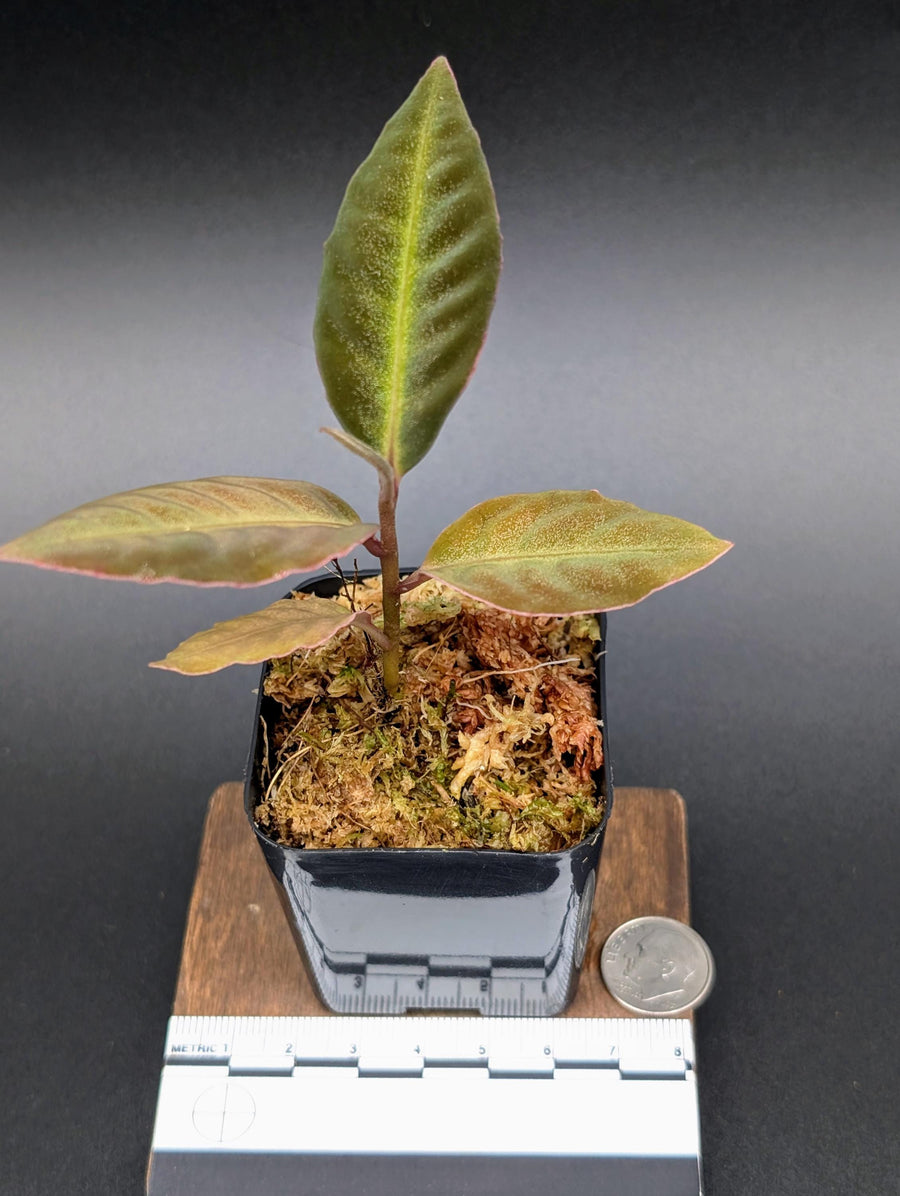Labisia sp. stardust small [non-exact]