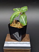Sonerila sp. super spot small [non-exact]