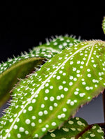 Sonerila sp. super spot small [non-exact]
