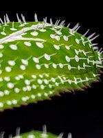 Sonerila sp. super spot large [non-exact]
