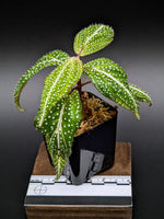 Sonerila sp. super spot large [non-exact]