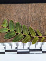Marcgravia umbellata pink [10-leaf cutting]
