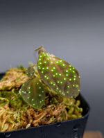 Sonerila sp. radium (egg Sonerila) [non-exact]