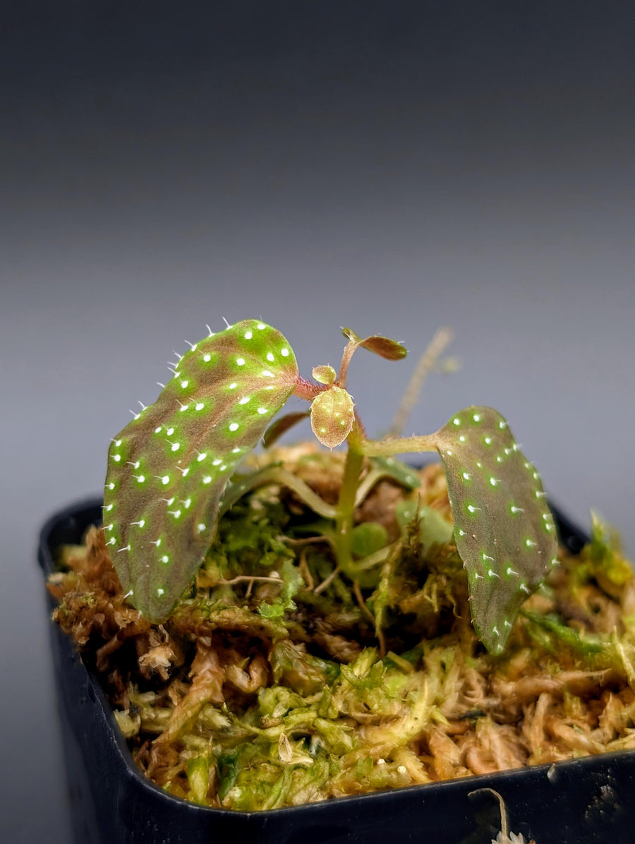 Sonerila sp. radium (egg Sonerila) [non-exact]