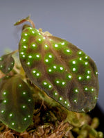 Sonerila sp. radium (egg Sonerila) [non-exact]