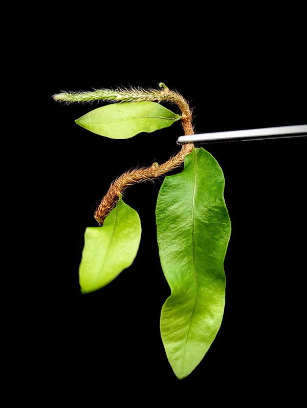 Microgramma nitida [cutting]