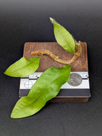 Microgramma nitida [cutting]