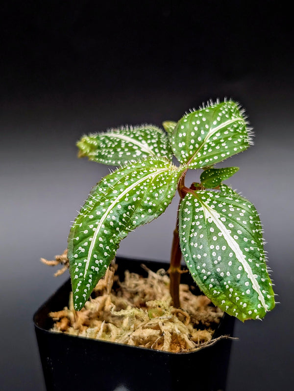 Sonerila sp. super spot small [non-exact]