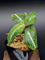 Sonerila sp. super spot small [non-exact]