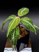 Sonerila sp. super spot large [non-exact]