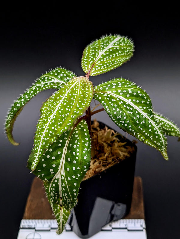 Sonerila sp. super spot large [non-exact]