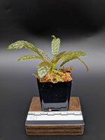 Nautilocalyx pemphidus [non-exact]
