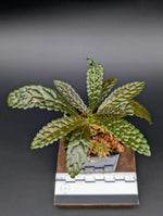 Nautilocalyx pemphidus [non-exact]