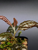 Ardisia sp. bengkulu [non-exact]