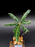 Biophytum sp. 