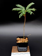 Biophytum sp. 