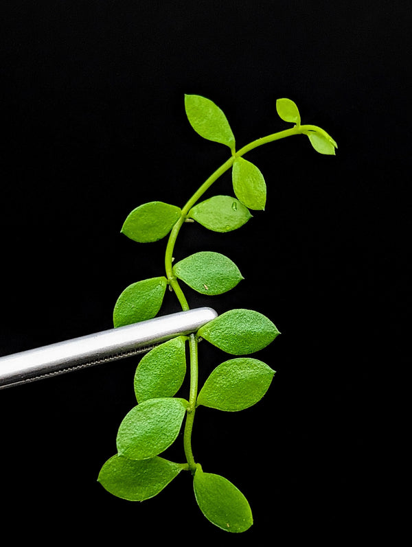 Dischidia sp mini [cutting]