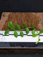 Dischidia sp mini [cutting]