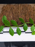 Dischidia sp mini [cutting]