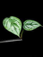 Philodendron cv. sodirini [cutting]