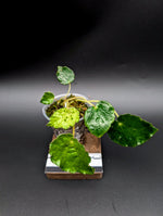 Begonia ferox green form [non-exact]