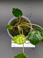Begonia ferox green form [non-exact]