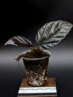 Pterisanthes sp. borneo black [non-exact]