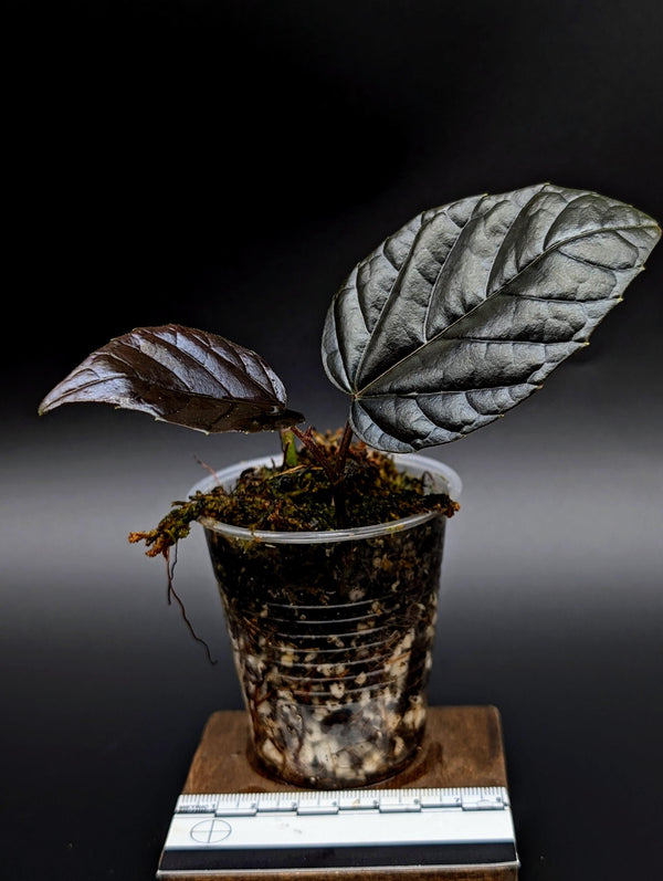 Pterisanthes sp. borneo black [non-exact]