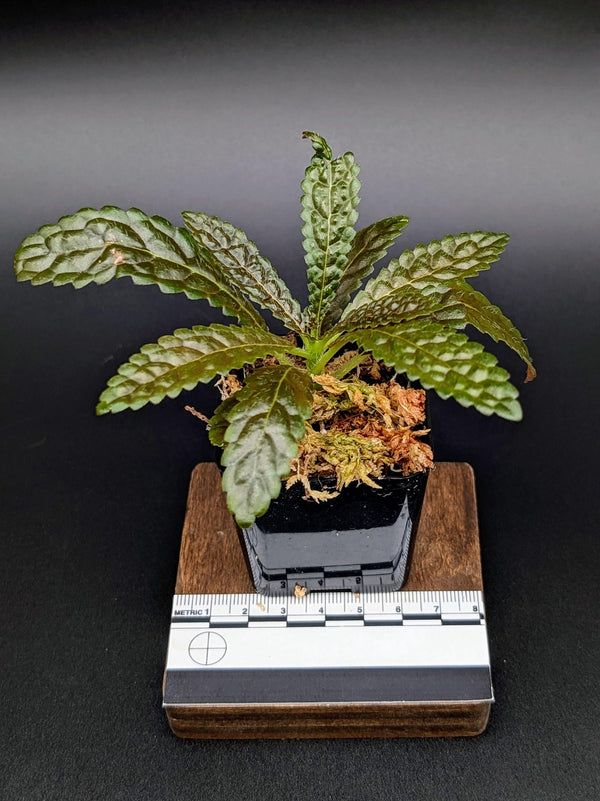 Nautilocalyx pemphidus [non-exact]