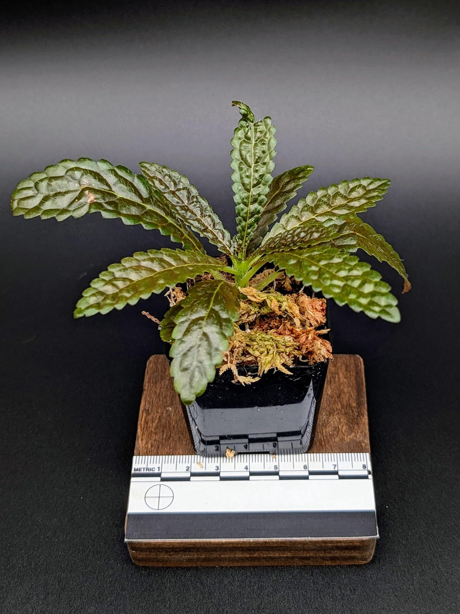 Nautilocalyx pemphidus [non-exact]
