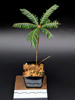 Biophytum sp. 