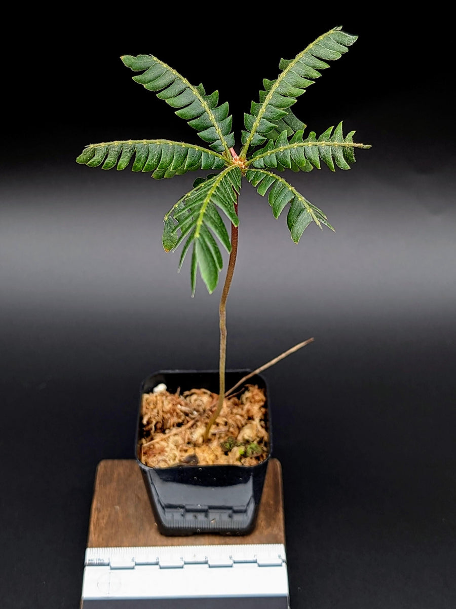 Biophytum sp. 