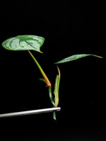Philodendron cv. sodirini [cutting]